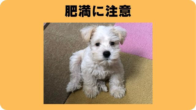 ミニチュアシュナウザー ドッグフード