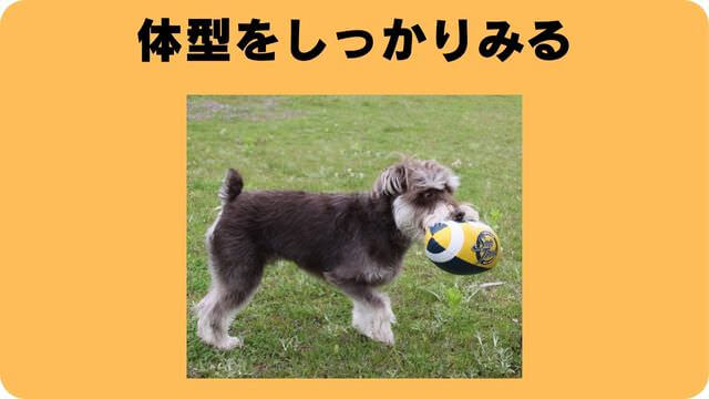 ミニチュアシュナウザー ドッグフード