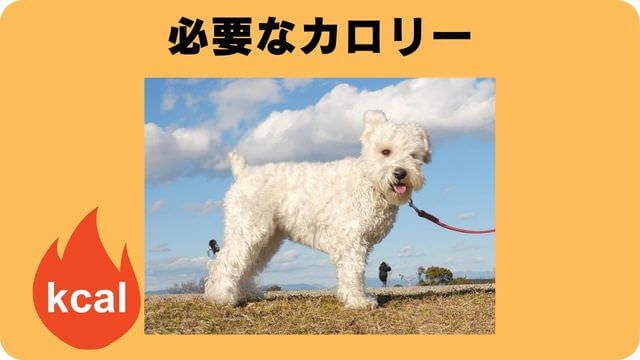 ミニチュアシュナウザー ドッグフード
