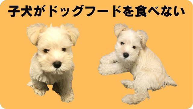 ミニチュアシュナウザー ドッグフード
