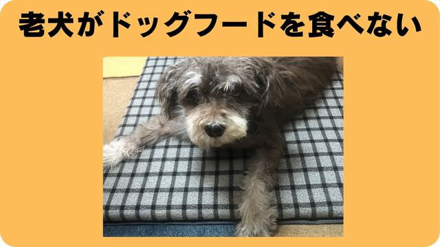 ミニチュアシュナウザー ドッグフード