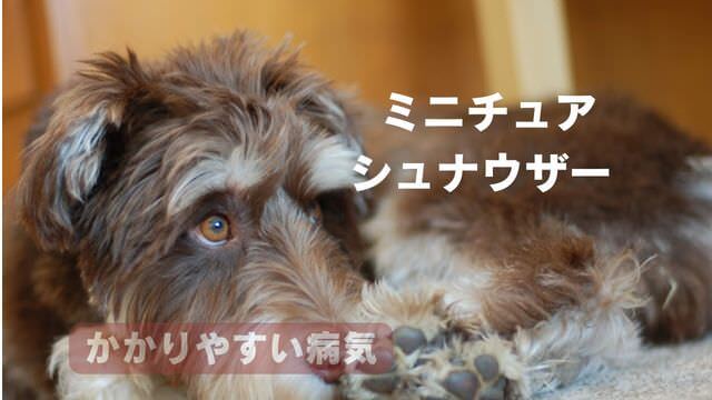 ミニチュアシュナウザー ドッグフード
