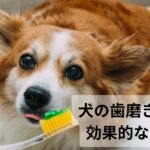 犬の歯磨きの仕方と効果的なケア方法