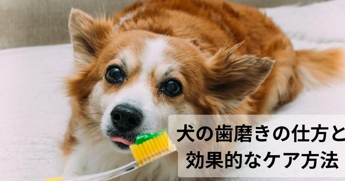 犬の歯磨きの仕方と効果的なケア方法