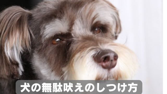 犬の無駄吠えをしつけ