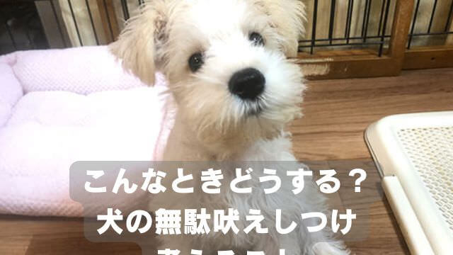 犬の無駄吠えをしつけ