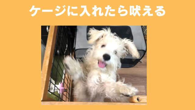 犬の無駄吠えをしつけ