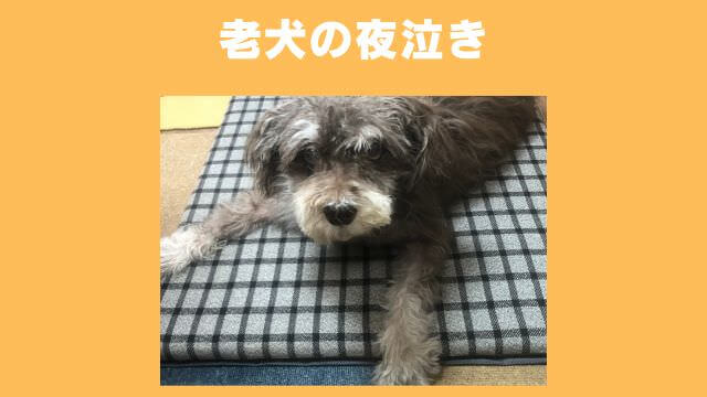 犬の無駄吠えをしつけ