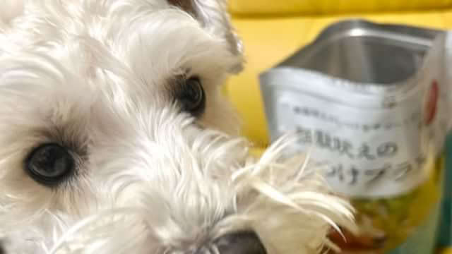 犬の無駄吠えをしつけ