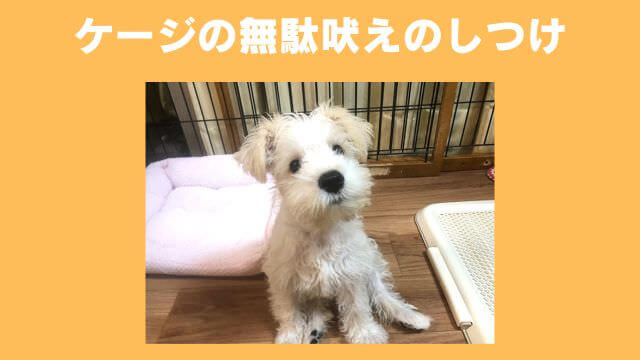 犬の無駄吠えをしつけ