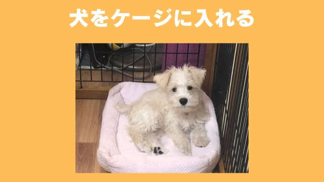 犬の無駄吠えをしつけ