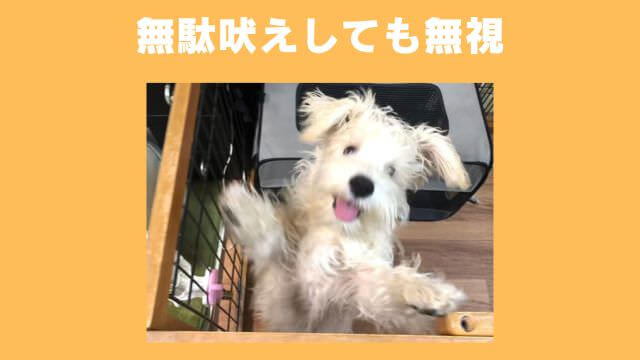 犬の無駄吠えをしつけ