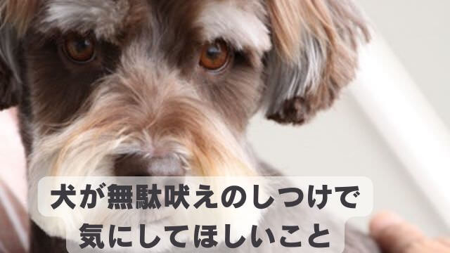 犬の無駄吠えをしつけ