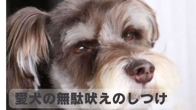 犬の無駄吠えをしつけ