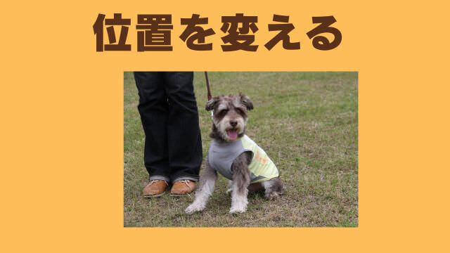 子犬の待てのしつけ