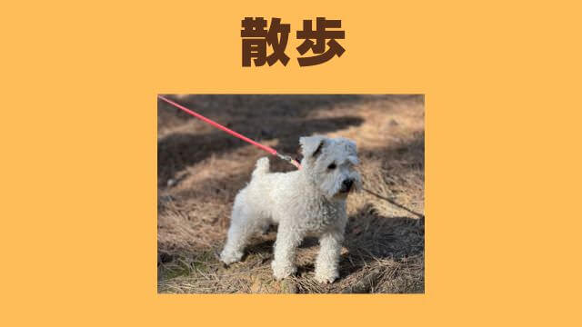 子犬の待てのしつけ