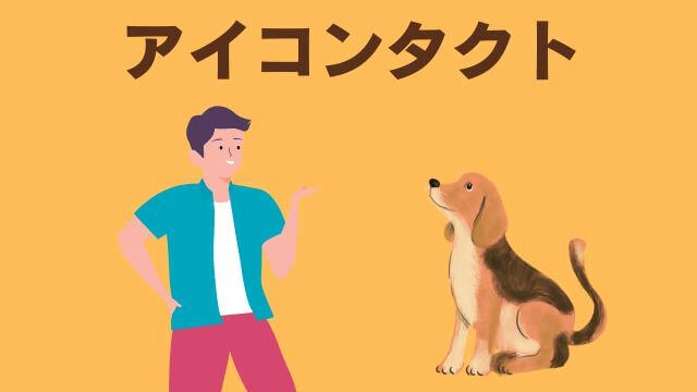 子犬の待てのしつけ