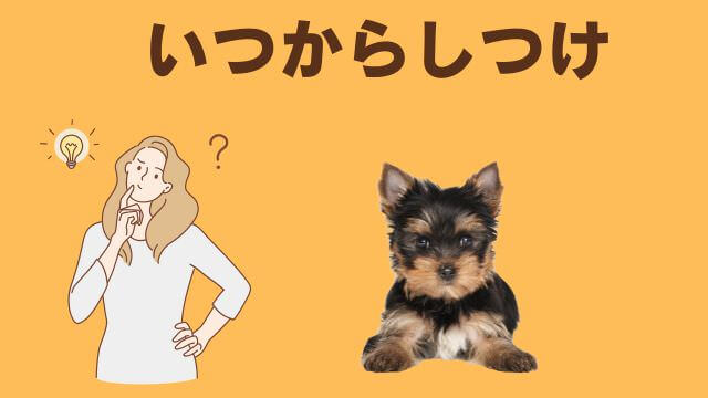 子犬の待てのしつけ