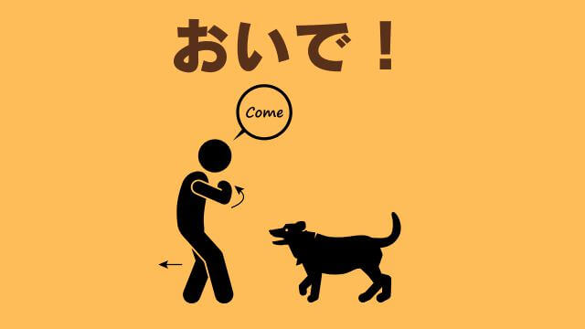 子犬の待てのしつけ