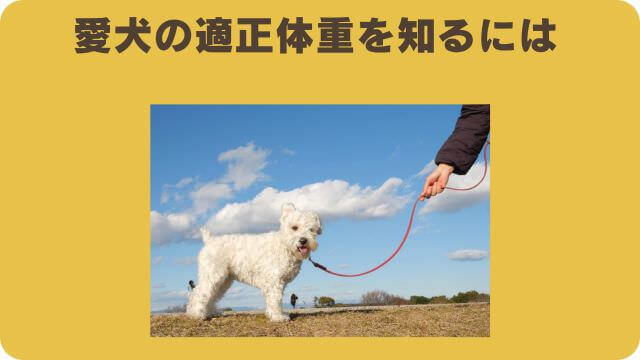 犬の適正体重