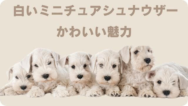 白いミニチュアシュナウザー