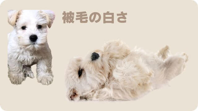 白いミニチュアシュナウザー