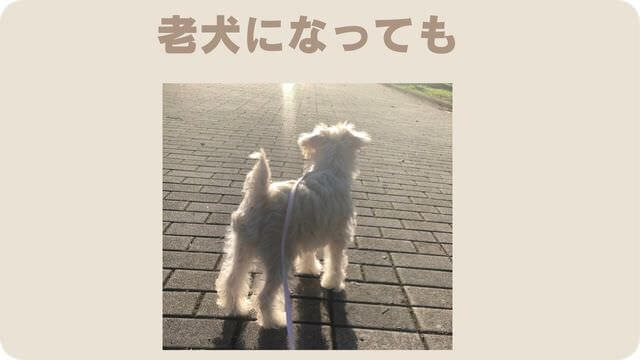 白いミニチュアシュナウザー