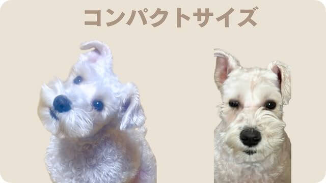 白いミニチュアシュナウザー