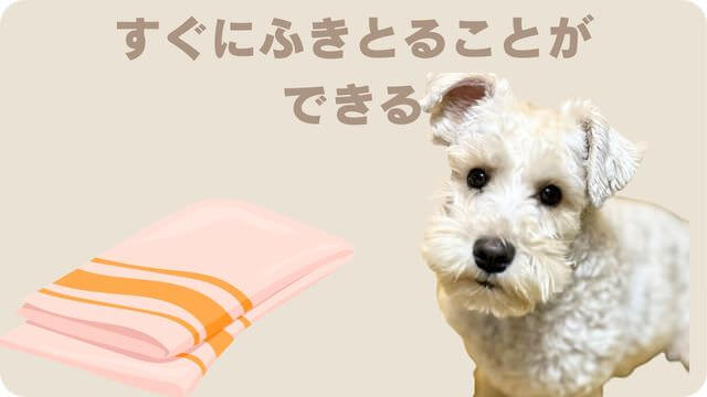 白いミニチュアシュナウザー
