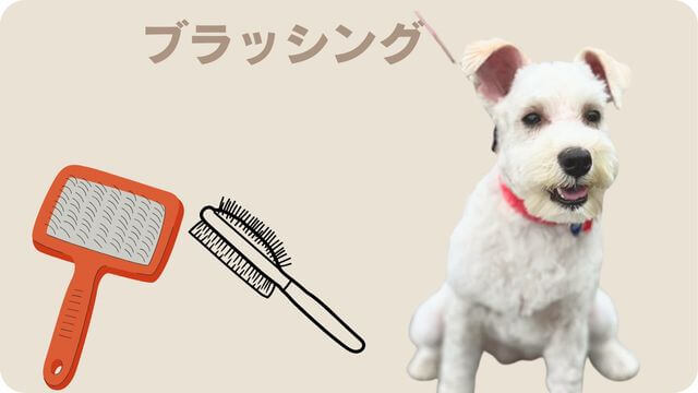 白いミニチュアシュナウザー