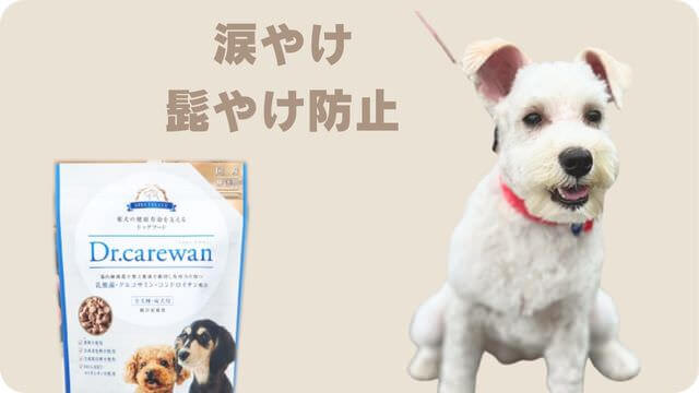 白いミニチュアシュナウザー