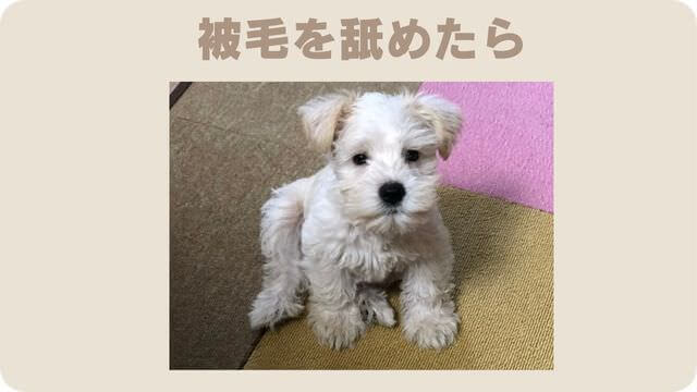白いミニチュアシュナウザー