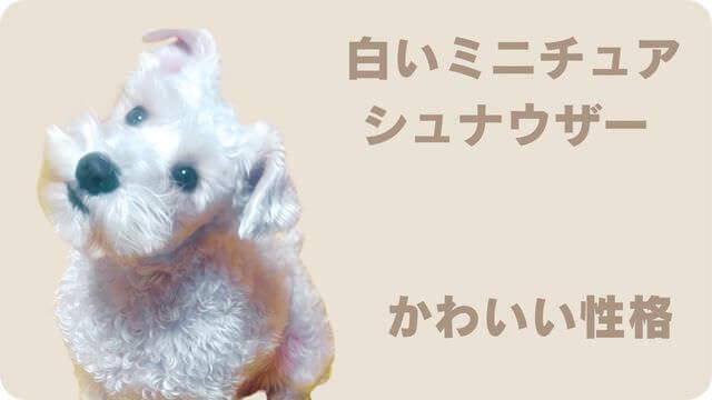 白いミニチュアシュナウザー