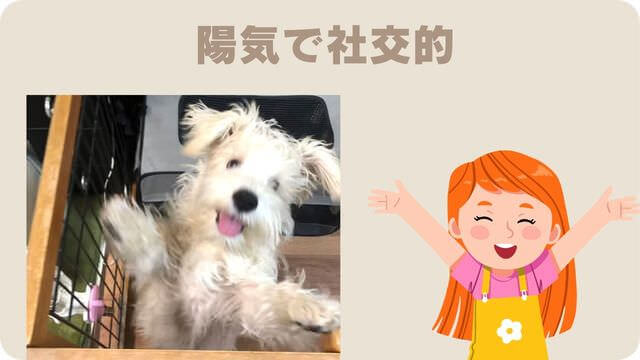 白いミニチュアシュナウザー