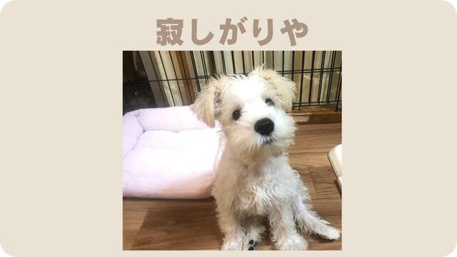 白いミニチュアシュナウザー
