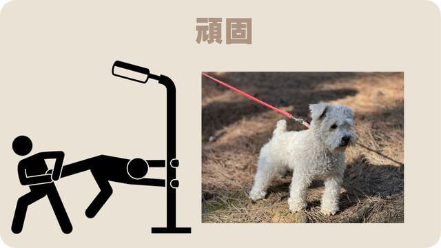 白いミニチュアシュナウザー