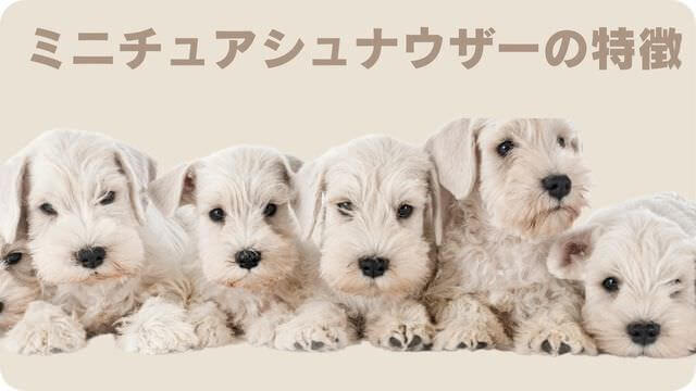 白いミニチュアシュナウザー