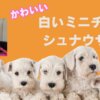 白いミニチュアシュナウザー
