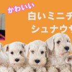 白いミニチュアシュナウザー