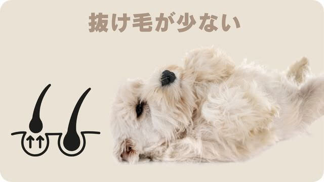 白いミニチュアシュナウザー