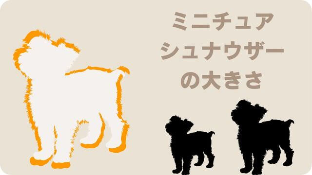 白いミニチュアシュナウザー