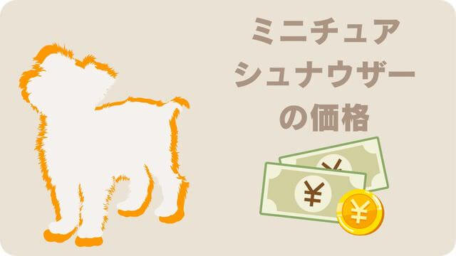 白いミニチュアシュナウザー