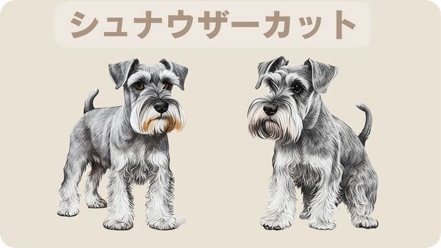 白いミニチュアシュナウザー