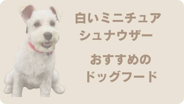 白いミニチュアシュナウザー