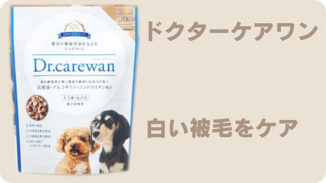 白いミニチュアシュナウザー
