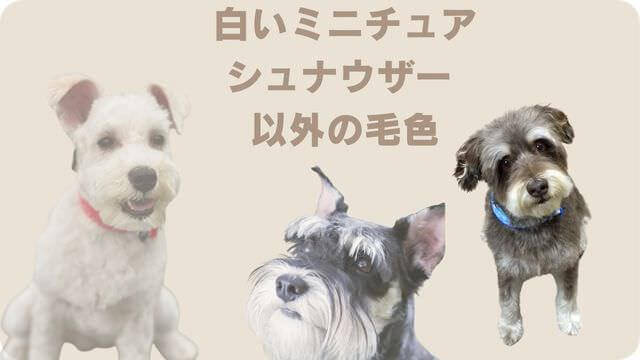 白いミニチュアシュナウザー