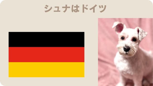 白いミニチュアシュナウザー