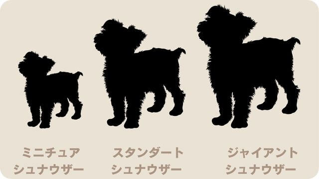 白いミニチュアシュナウザー