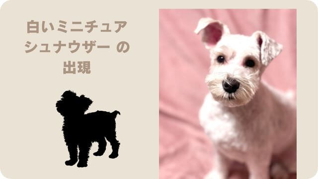 白いミニチュアシュナウザー