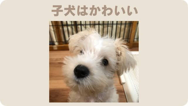 白いミニチュアシュナウザー